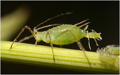 Aphids Insect