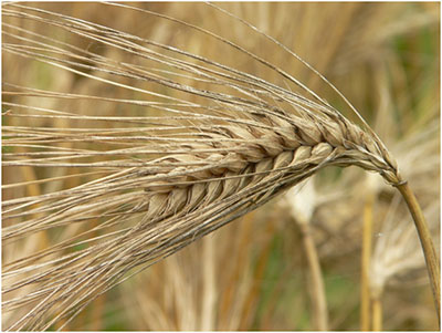 canadian barley and wheat 1