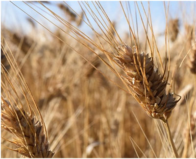 canadian barley and wheat 2