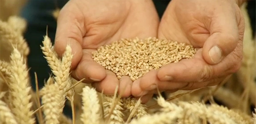 Canadian Grain Exports Crisis