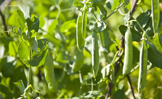 Canadian Green Peas