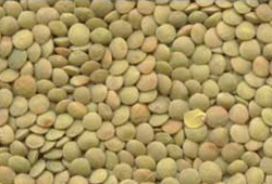 canadian organic small green lentil eston