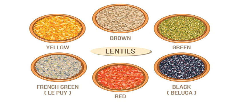 common lentil types