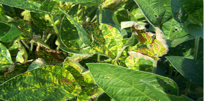 Crop Symptom Of Virus Infestation