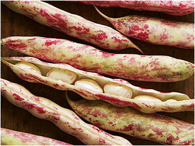 Fresh Cranberry Beans