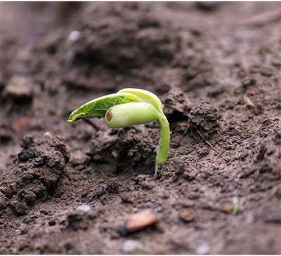 Growing Bean