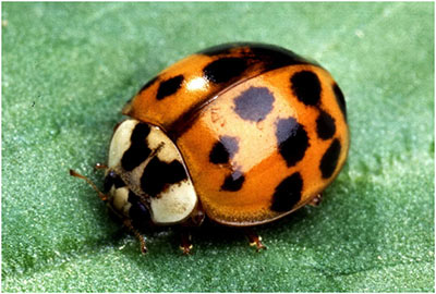 Mexican Bean Beetles