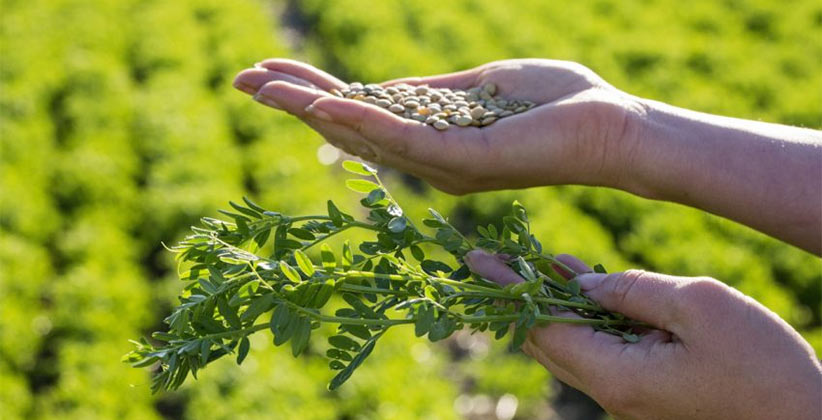 saskatchewan lentils