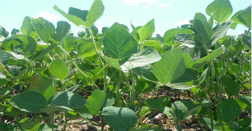 Soybean Yield Farm