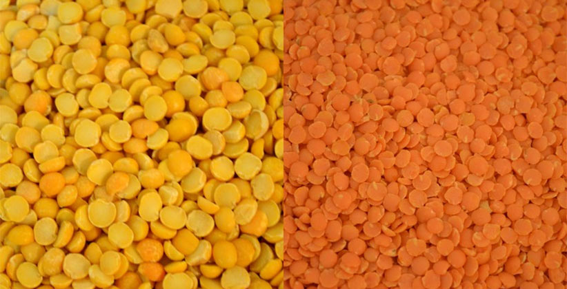 or Lentil? How the difference - Adascan Grain Corporation