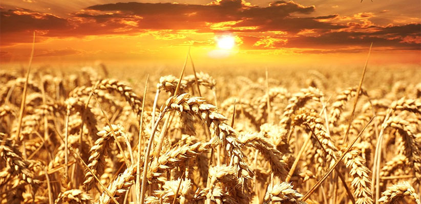 wheat bids
