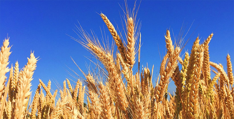 wheat farm