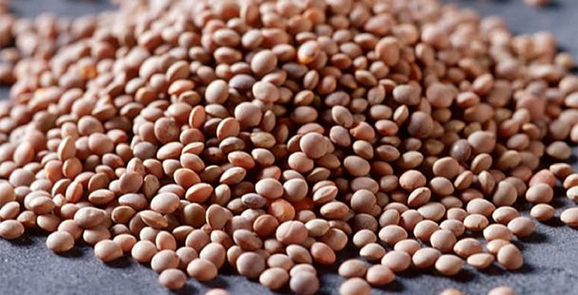 all about lentils