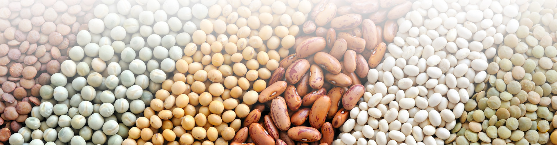 beans banner