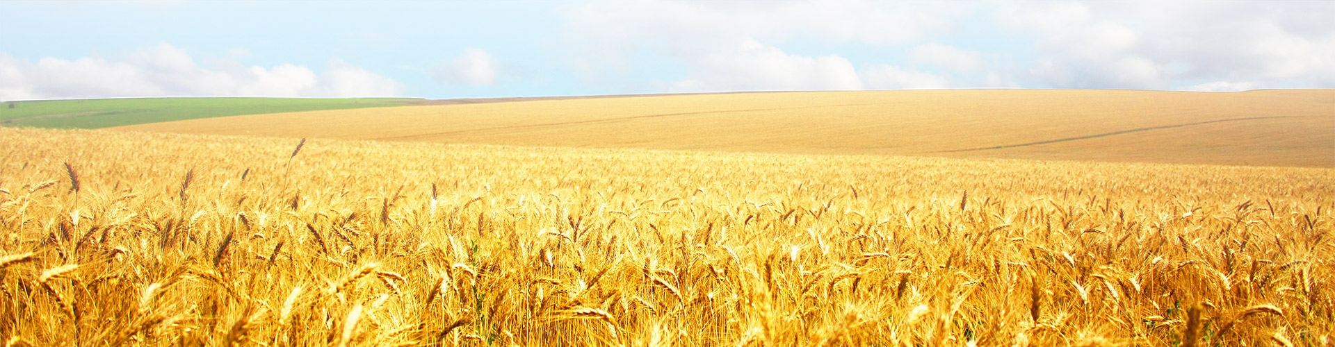 canada crops banner