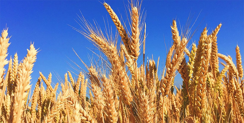 canadian barley and wheat