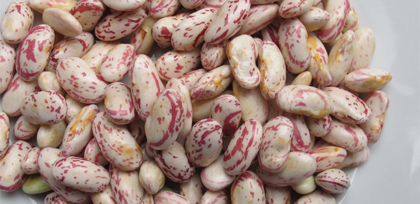 Canadian Cranberry Beans