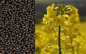 canola products