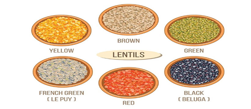 common-lentil-types - Grain Corporation