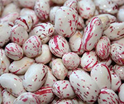 Cranberry beans