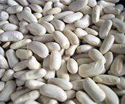 Great Northern beans