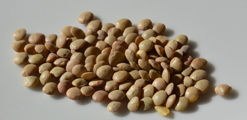 Lentils And Split Peas