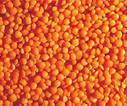 lentils crimson product
