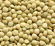 lentils eston product