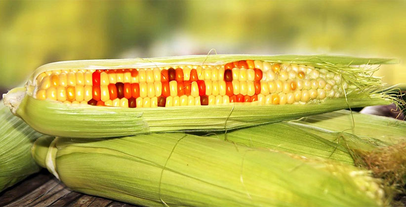 non-genetically modified organisms